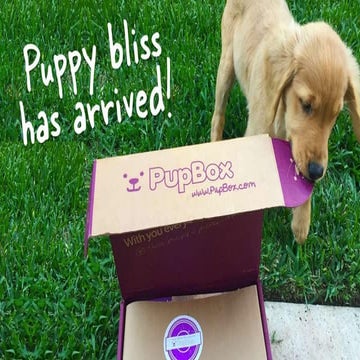 Pupbox Pitch Deck