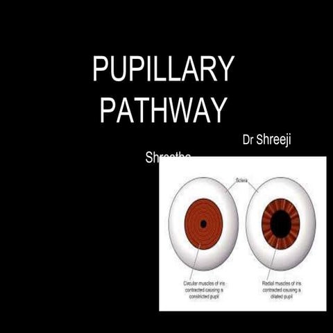 Pupillary pathway and its abnormality.
