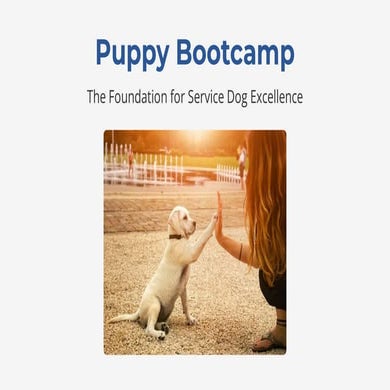 Puppy Bootcamp The Foundation for Service Dog Excellence.