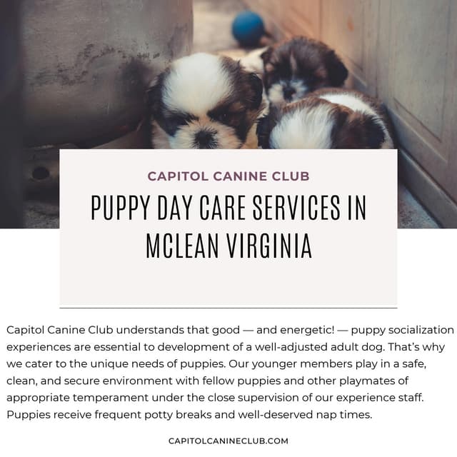 Puppy Day Care Services in McLean Virginia.pdf