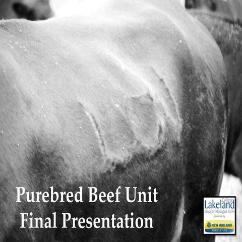 Student Managed Farm Purebred Beef Final Presentation April 2014 | PPTX ...