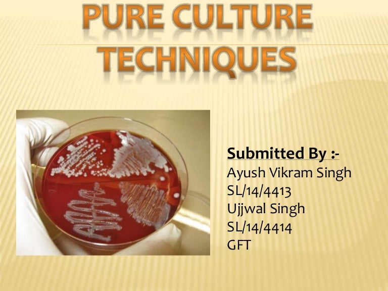 pure culture