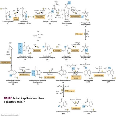 Purine biosynthesis