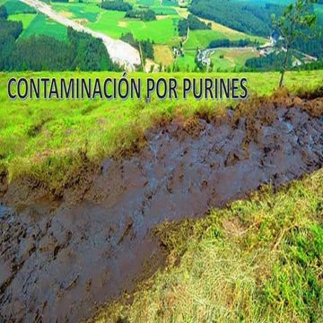 Contaminación por Purines | PPTX