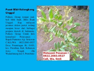 0822-2083-0527 Jual Bibit Buah Kelengkeng,Harga Bibit Kelengkeng Bangkok,Jual Bibit Buah Lengkeng