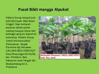 Alamat Penjual Bibit Buah Buahan,Harga Mangga Alpukat,Harga Bibit Buah