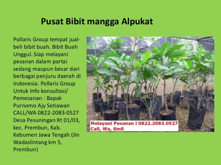 Jual Bibit Tanaman Buah Dalam Pot,Jual Bibit Mangga,Budidaya Tanaman