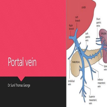 Portal Vein 