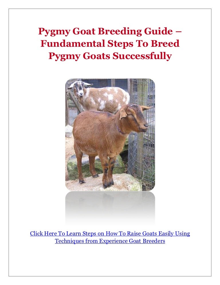 Pygmy Goat Breeding Guide Fundamental Steps To Breed Pygmy Goats Su…