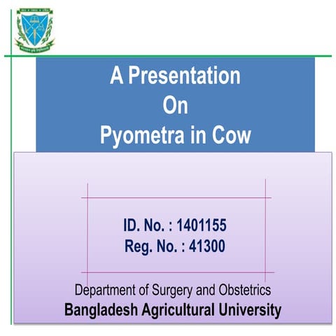 Pyometra in cow