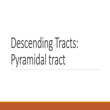 Pyramidal Tract