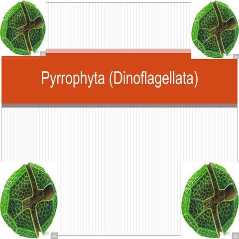 PYRROPHYTA (DINOFLAGELLATA).pptx matkul bio