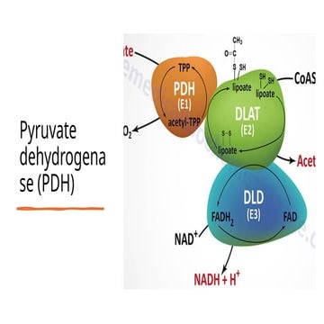 Pyruvate dehydrogenase PDH.pptx enzyme presentation
