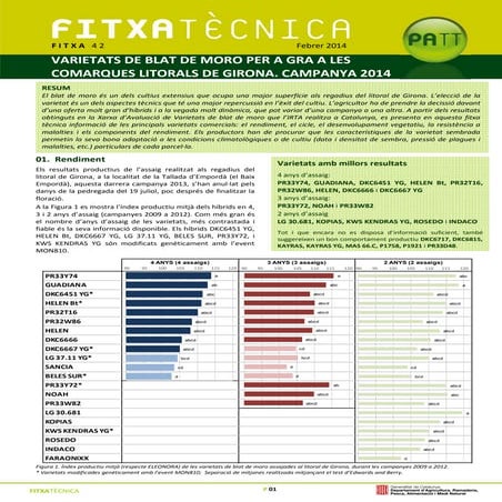 VARIETATS DE BLAT DE MORO PER A GRA A LES COMARQUES LITORALS DE GIRONA. CAMPANYA 2014