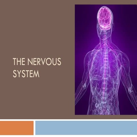 Q3L02 The Nervous System