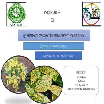 Qtl mapping for ymv resistance in pulse crops