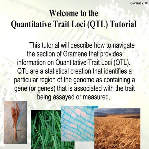 Qtl gramene tutorial