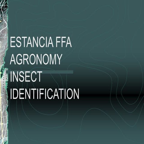 Insect Identification Pptx