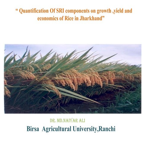 Quantification of sri components on growth, yield and economics of rice in jh...