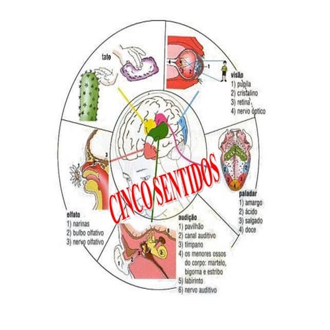 Que a vossa mão esquerda não saiba.... - Wilma Badan