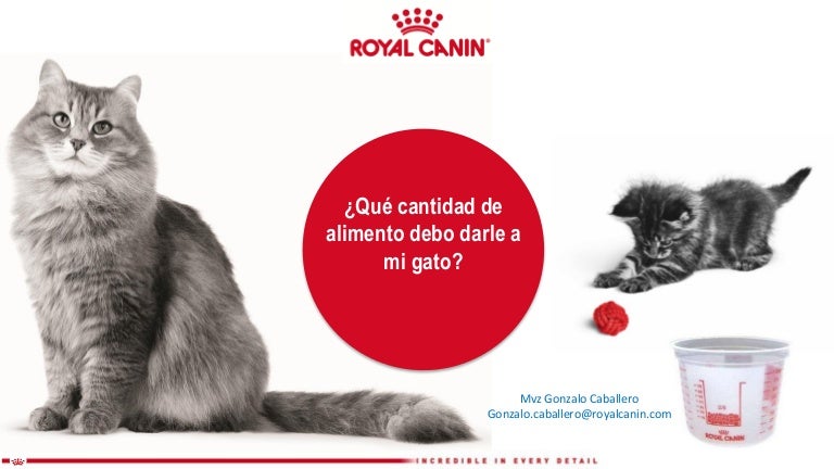 Que Cantidad De Alimento Debo Darle A Mi Gato