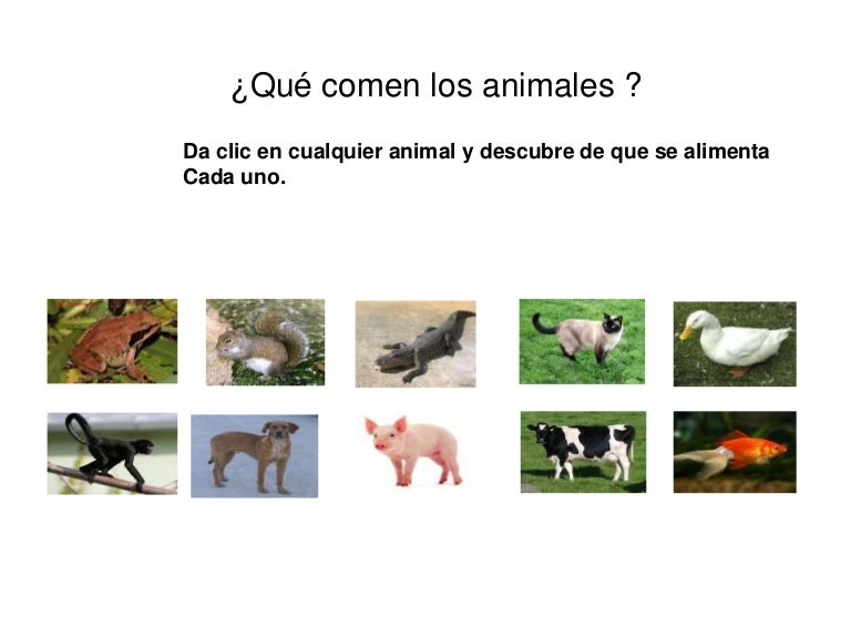 Que comen los animales Que comen los animales