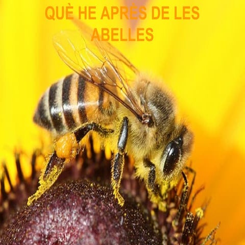 Que he après de les abelles