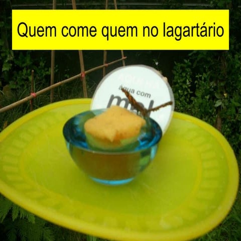 Quem Come Quem No Lagartário