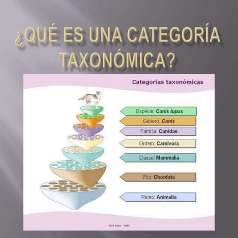 Qué es una categoría taxonómica