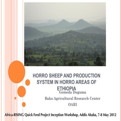 Horro sheep and production system in Horro areas of Ethiopia