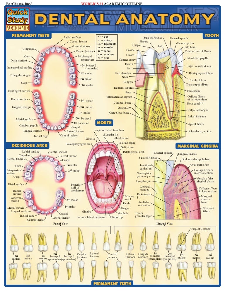 dental_anatomy - dental anatomy تشريح الأسنان innervation - morphol…