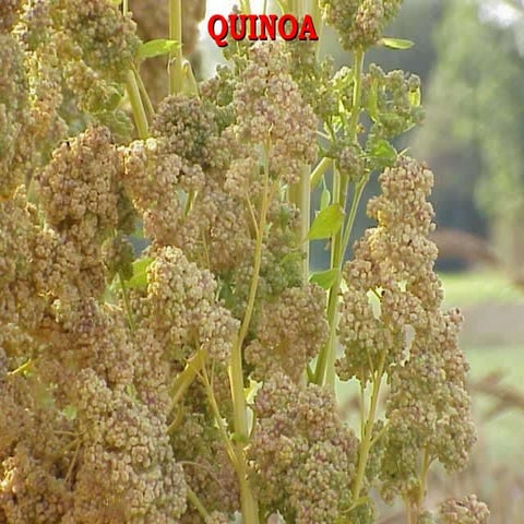 Quinoa