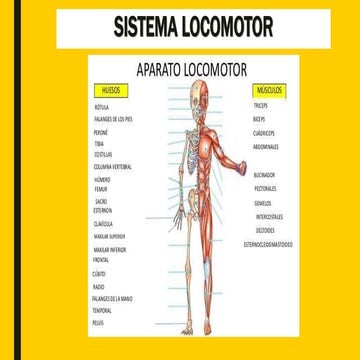 Quinto grado sistema locomotor | PPTX