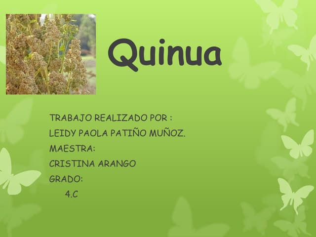 Quinua