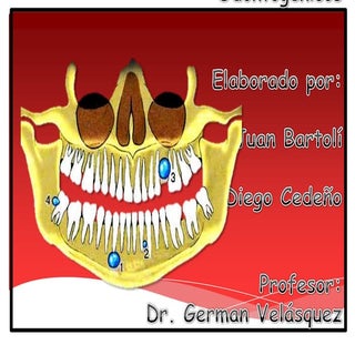 Quistes odontogénicos