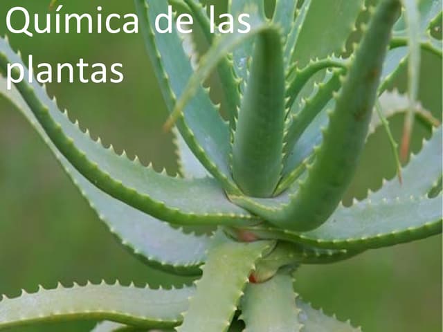 Química de las plantas