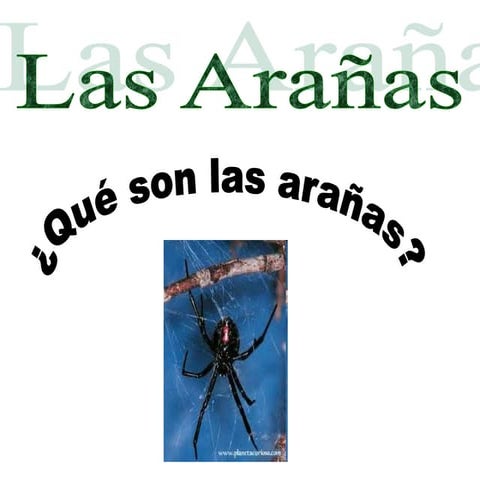 Qué son las arañas