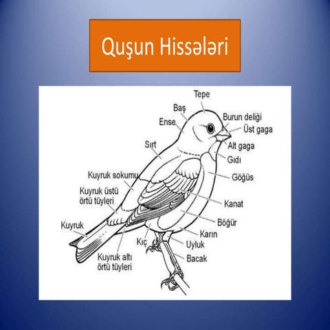 Gözəl quş şəkilləri(36) | PPTX
