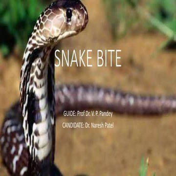 snake bite management