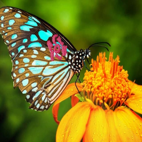 Identification of common natural enemy of crop pests and weeds