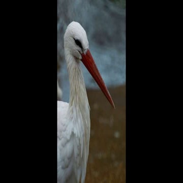 R. VILLANO - BIRDS (cd rom vol. 2 parte 3)