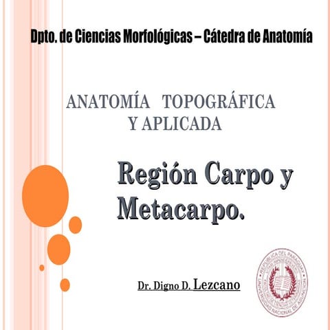 Region del carpo y metacarpo de equino