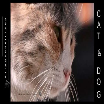 R. VILLANO Portfolio vol. 1 (cat & dog)