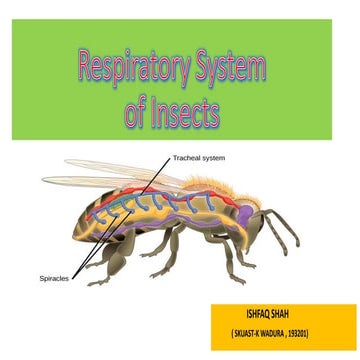 Insect respiratory system