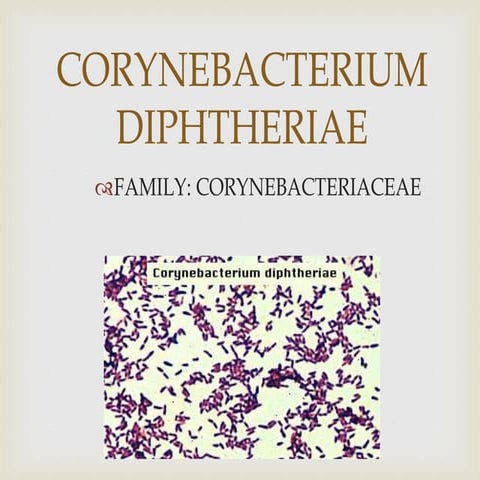 Corynebacterium diphtheriae