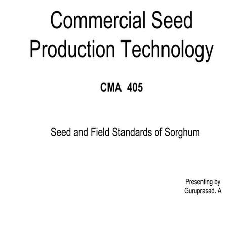 Sorghum_seed_production