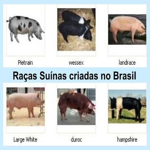 Raças de Suíno Criadas no Brasil