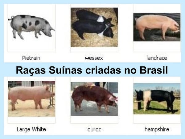 Raças de Suíno Criadas no Brasil