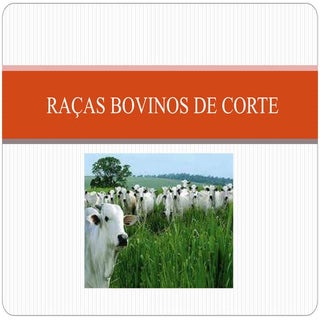 Raças bovinas 01