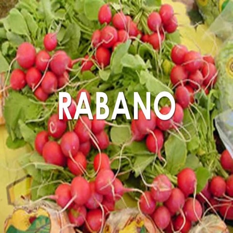 Rabano | PPTX